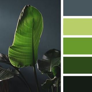 GREEN COLOURWAYS